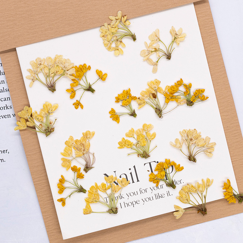 Dried Flower Bookmark - 24個入り、天然の本物の押し花乾燥植物標本、レジンブックマーク、スクラップブッキング、ホームデコレーション、クラフト用品用DIY材料