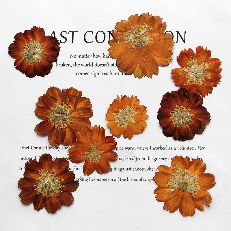 Dried Flower Bookmark - 12 個/3-5 センチメートル、自然プレス Thiohua 菊、レトロカラードライフラワー DIY