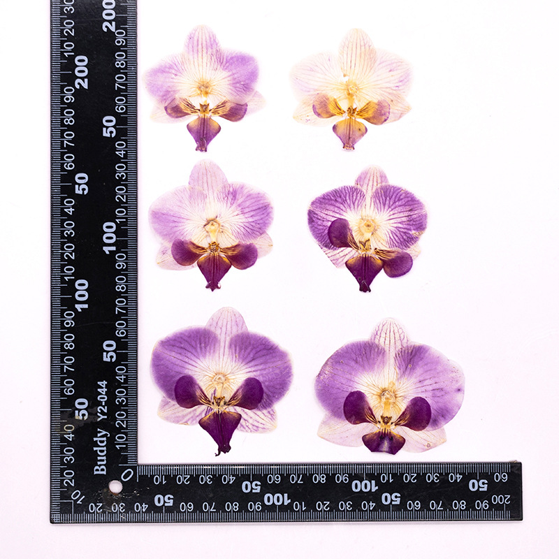 Dried Flower Bookmark - 4個入り押し花胡蝶蘭の花頭と葉の植物標本、レジンDIYブックマーク、手作りギフト、工芸品用