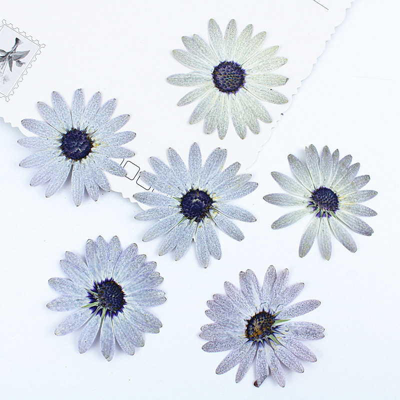 Dried Flower Bookmark - 12個/4-6cm、プレミアムグレーホワイトマーガレットドライプレスフラワー-DIY樹脂クラフト用品、フォトフレーム、デスクランプ、ブックマーク作成用
