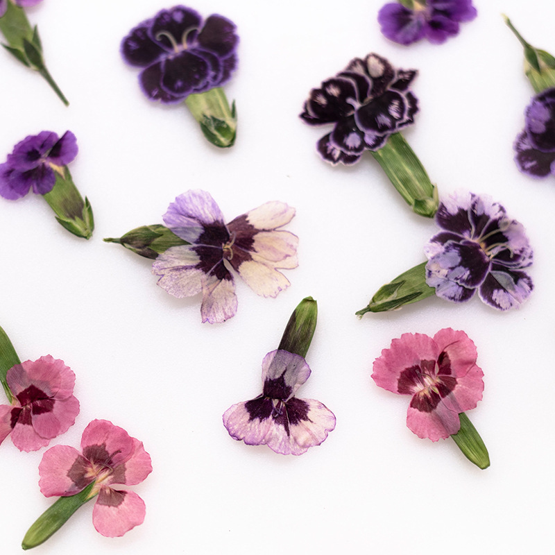 Dried Flower Bookmark - 24個入り、押し花のデイジーの花、本物の植物を使ったDIYグリーティングカード、ブックマーク、レジンジュエリー、スマホケース、絵画、額縁の装飾