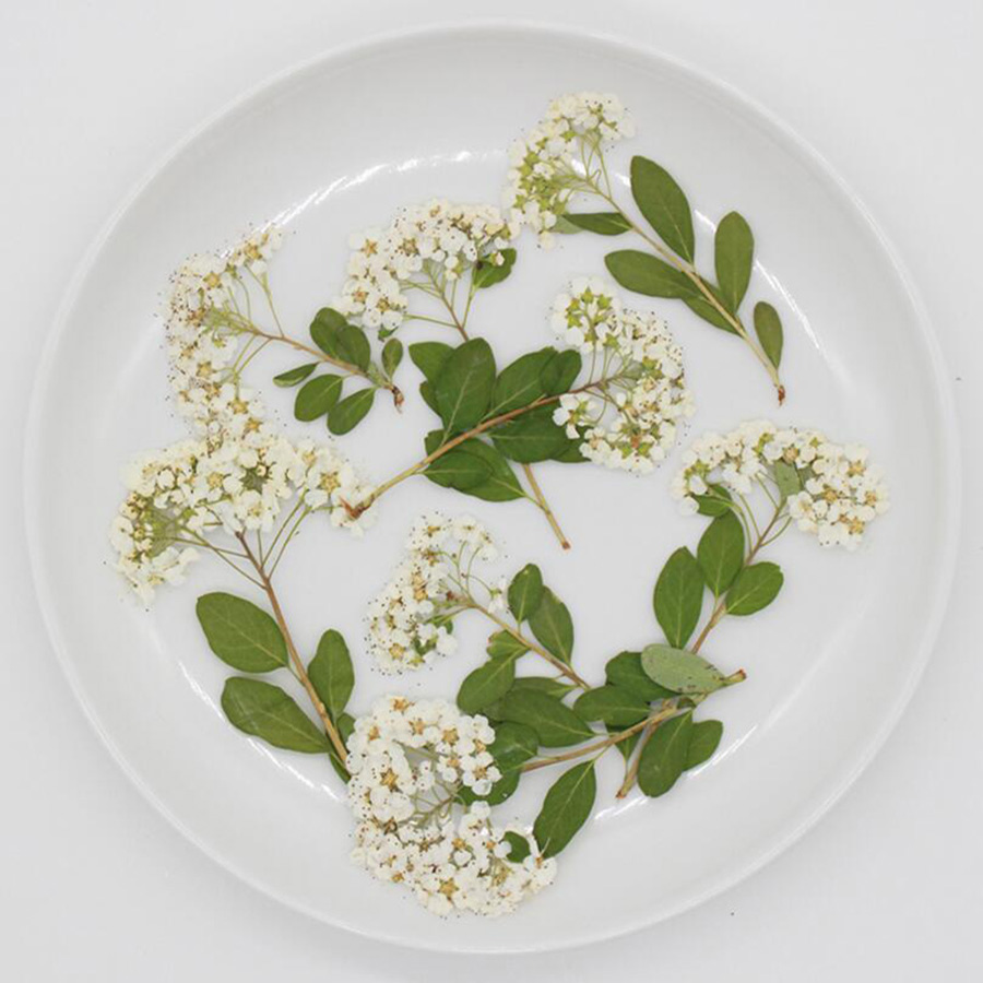 Dried Flower Bookmark - 60X 乾燥させた天然白いスパイレアの花茎植物ハーバリウム、ジュエリー、ポストカード、ブックマーク、電話ケース、スクラップブック、DIY用