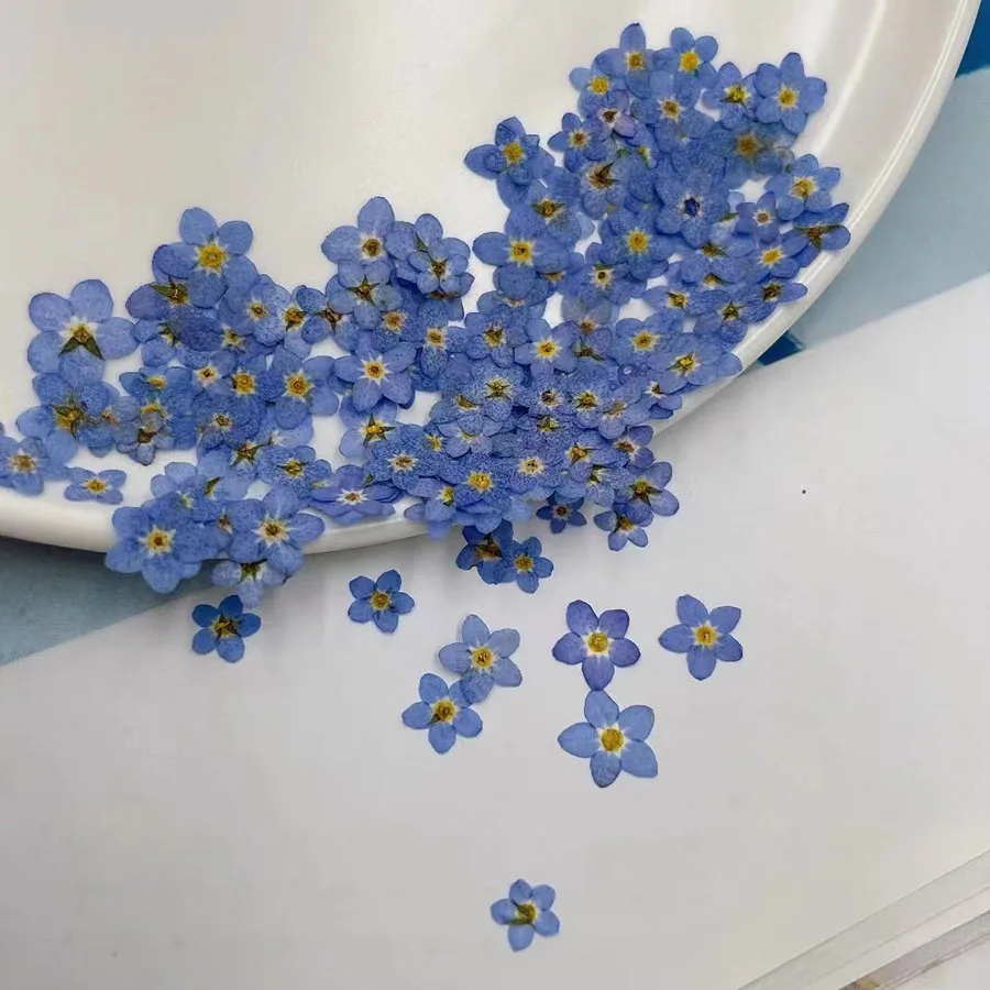 天然乾燥ブルーフォーゲットメノット（忘れな草）の花、ミオソテ - Dried Flower Bookmark のレビューと価格