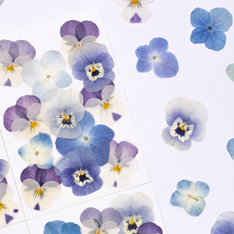 12個入り、本物のヴィオラ・コルヌータ押し花、天然花びら、D - Dried Flower Bookmark のレビューと価格