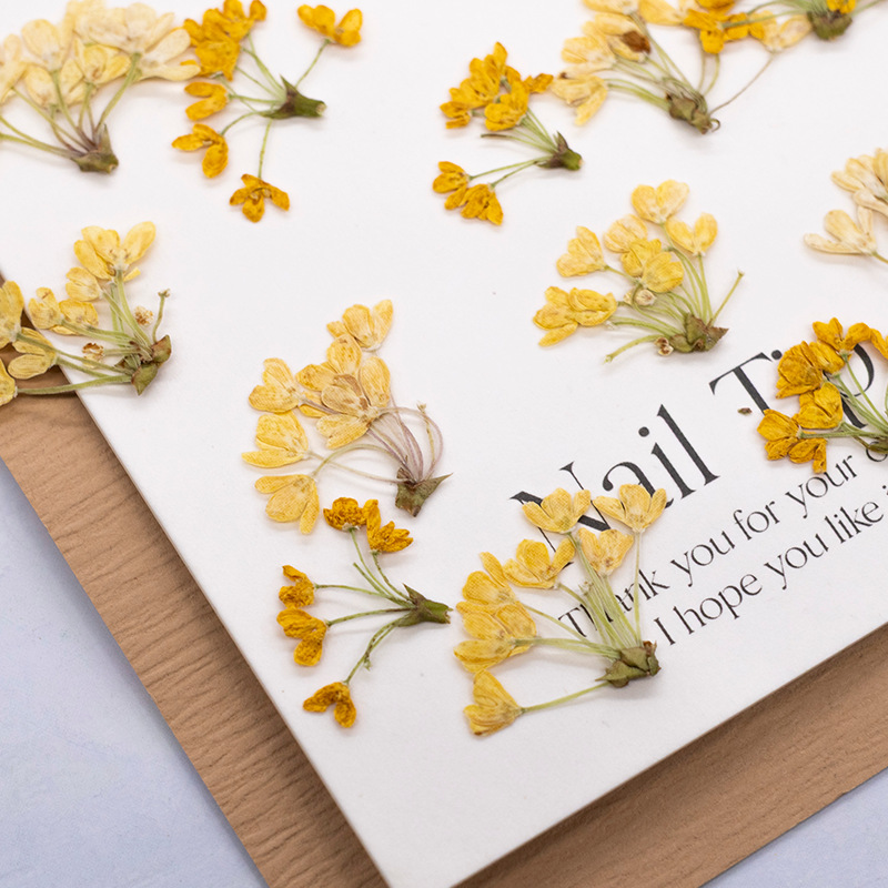 24個入り、天然の本物の押し花乾燥植物標本、レジンブックマー - Dried Flower Bookmark のレビューと価格