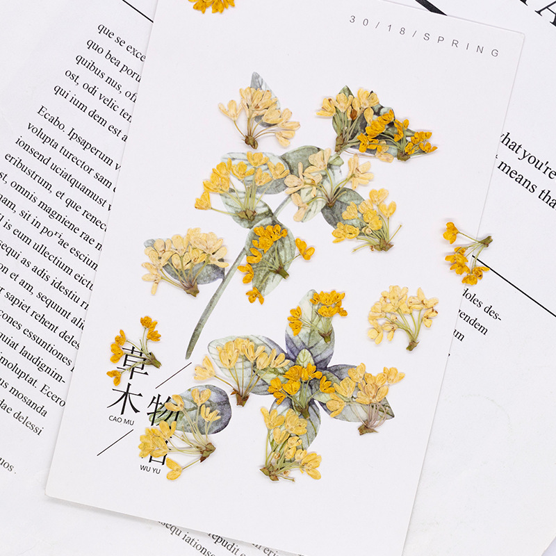 24個入り、天然の本物の押し花乾燥植物標本、レジンブックマー - Dried Flower Bookmark のレビューと価格