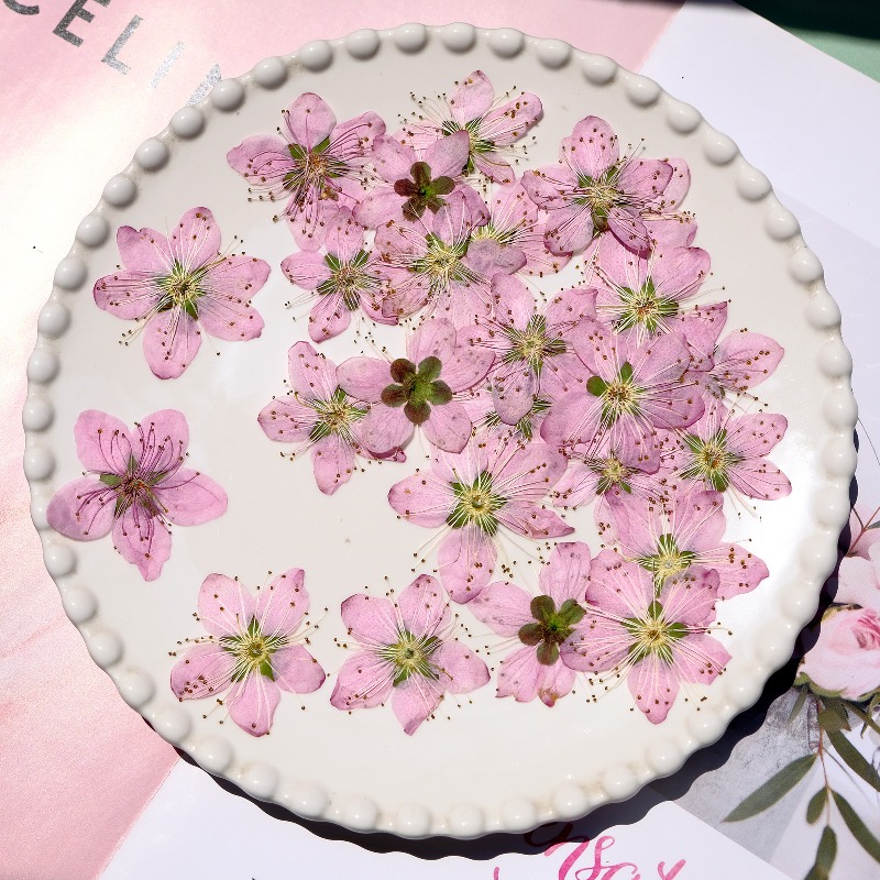 3-4cm./6個入り、ピンクの桃の花の押し花、招待状、ワッ - Dried Flower Bookmark のレビューと価格