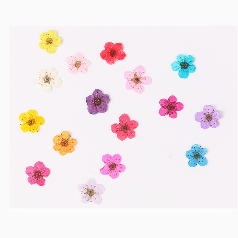 ミニプレス乾燥水仙,60個,植物,ハーブ,エポキシ樹脂,ジュ - Dried Flower Bookmark のレビューと価格