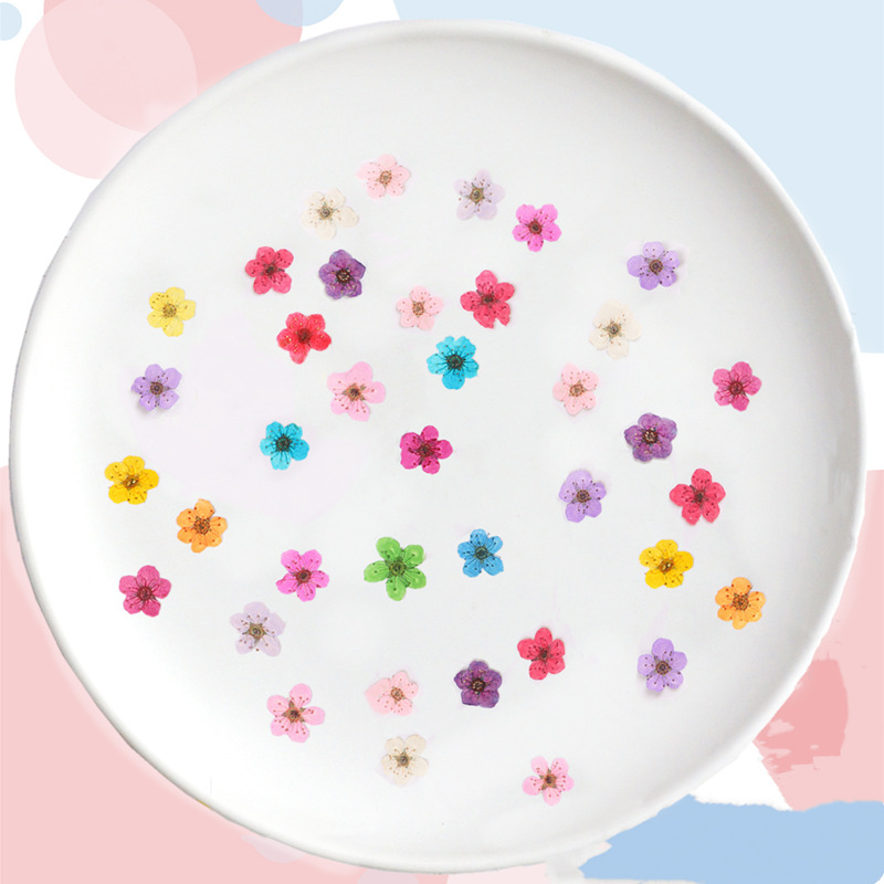 ミニプレス乾燥水仙,60個,植物,ハーブ,エポキシ樹脂,ジュ - Dried Flower Bookmark のレビューと価格