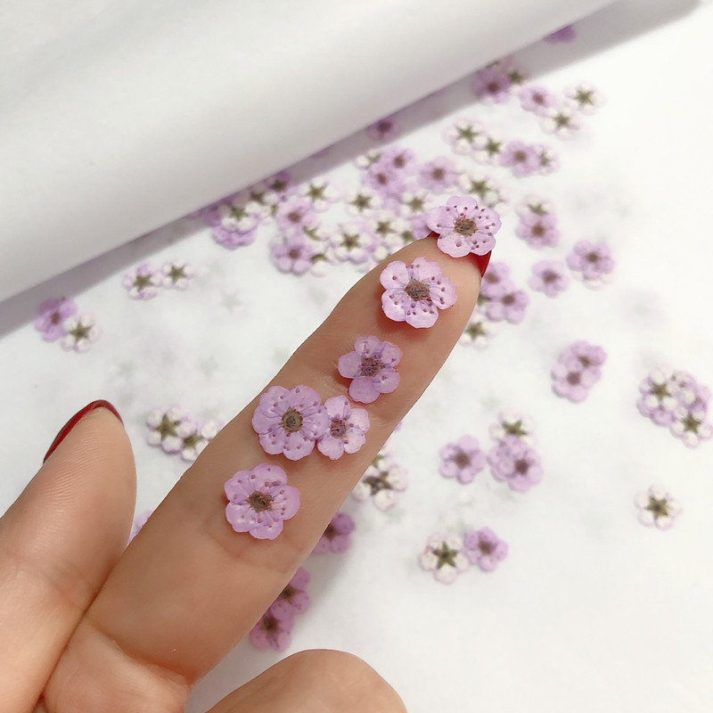 ミニプレス乾燥水仙,60個,植物,ハーブ,エポキシ樹脂,ジュ - Dried Flower Bookmark のレビューと価格