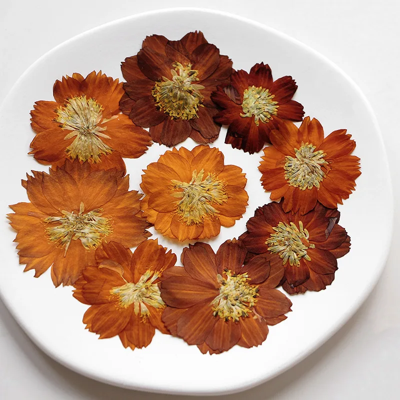 12 個/3-5 センチメートル、自然プレス Thiohua - Dried Flower Bookmark のレビューと価格