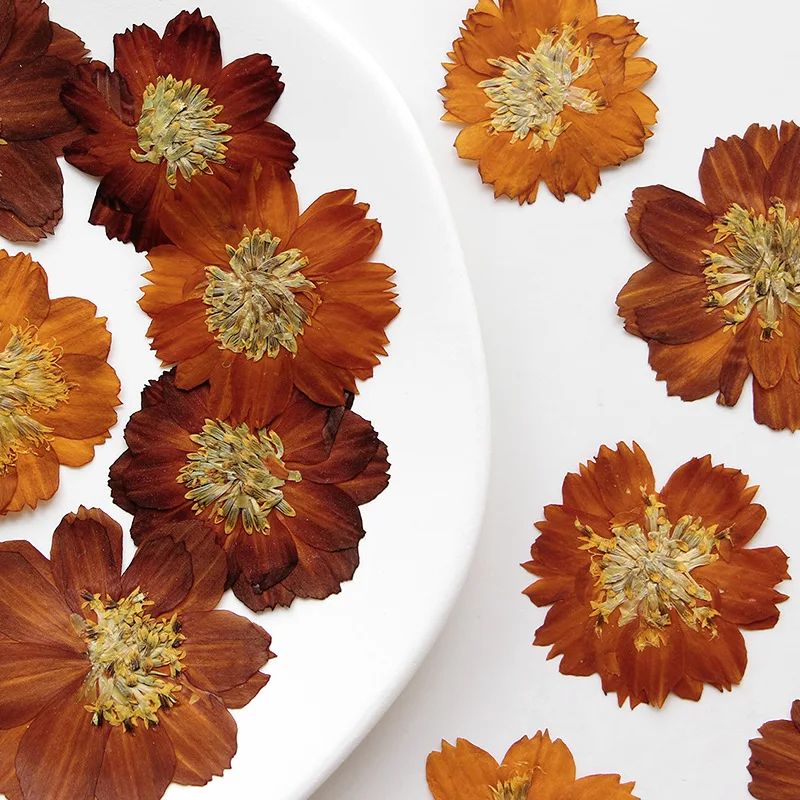 12 個/3-5 センチメートル、自然プレス Thiohua - Dried Flower Bookmark のレビューと価格