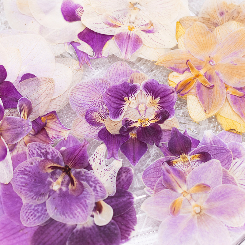 4個入り押し花胡蝶蘭の花頭と葉の植物標本、レジンDIYブック - Dried Flower Bookmark のレビューと価格
