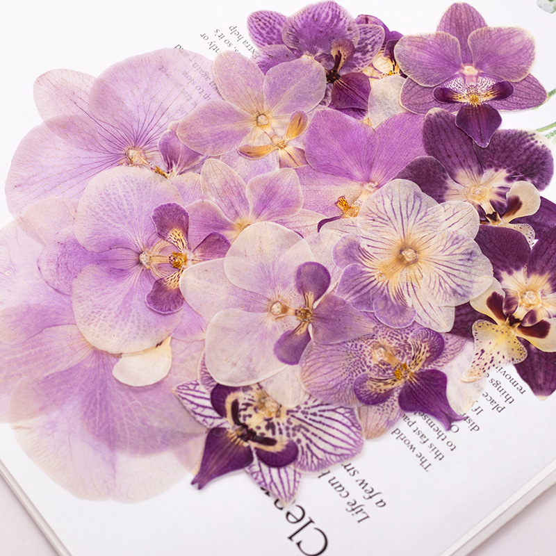 4個入り押し花胡蝶蘭の花頭と葉の植物標本、レジンDIYブック - Dried Flower Bookmark のレビューと価格