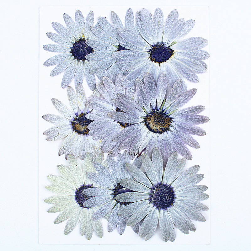 12個/4-6cm、プレミアムグレーホワイトマーガレットドラ - Dried Flower Bookmark のレビューと価格