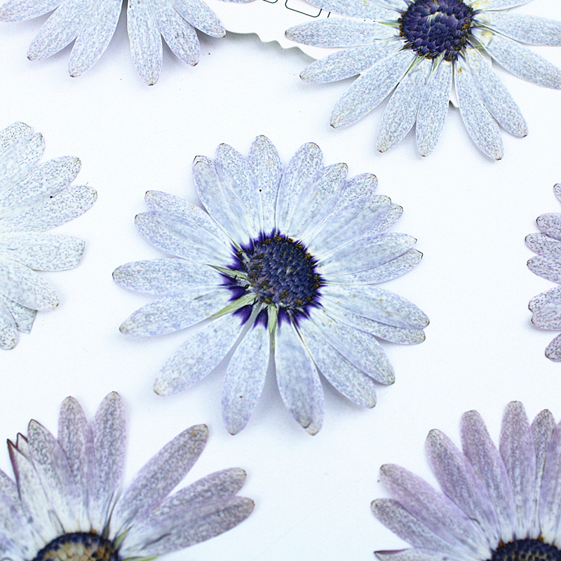 12個/4-6cm、プレミアムグレーホワイトマーガレットドラ - Dried Flower Bookmark のレビューと価格