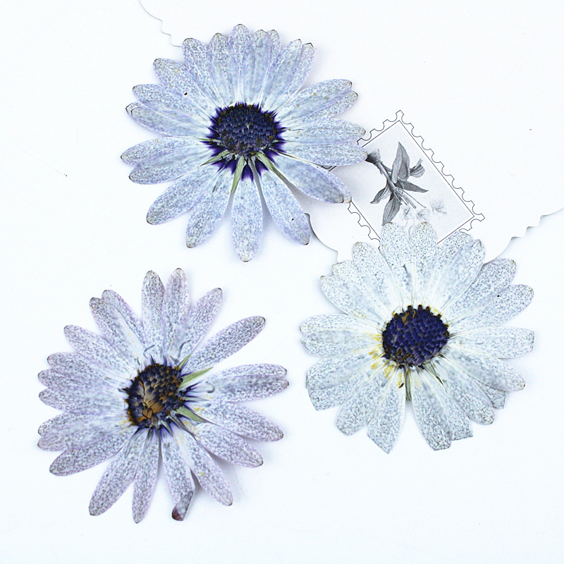 12個/4-6cm、プレミアムグレーホワイトマーガレットドラ - Dried Flower Bookmark のレビューと価格