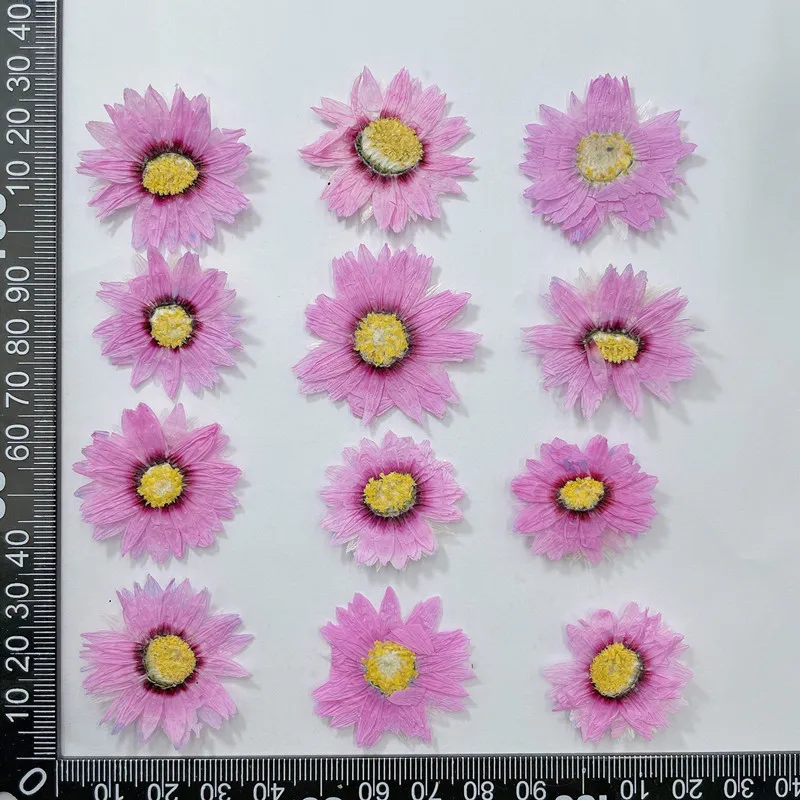 本物の乾燥したデイジーの花びら,24個/2-4cm,天然の花 - Dried Flower Bookmark のレビューと価格