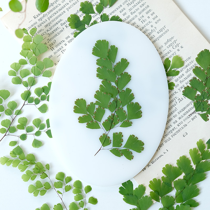 60個入り 天然植物 本物の花 プレスフローラル シダの葉  - Dried Flower Bookmark のレビューと価格