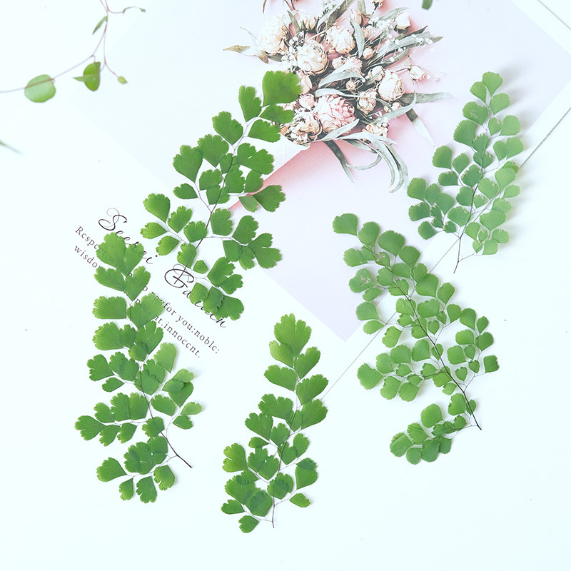 60個入り 天然植物 本物の花 プレスフローラル シダの葉  - Dried Flower Bookmark のレビューと価格