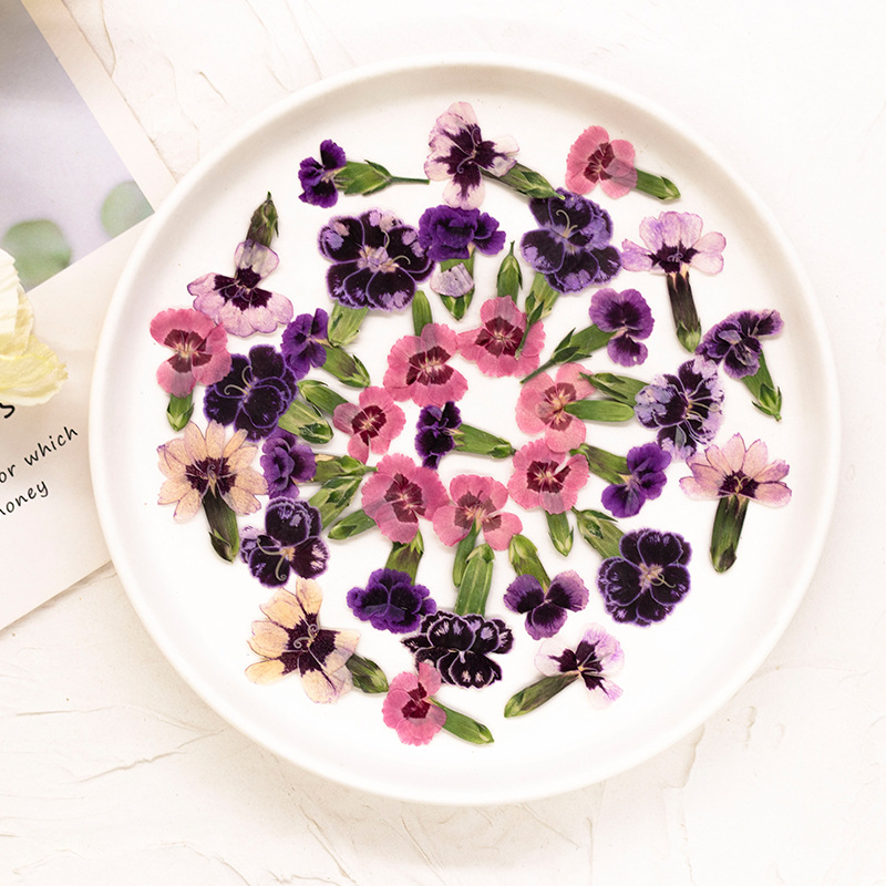 24個入り、押し花のデイジーの花、本物の植物を使ったDIYグ - Dried Flower Bookmark のレビューと価格