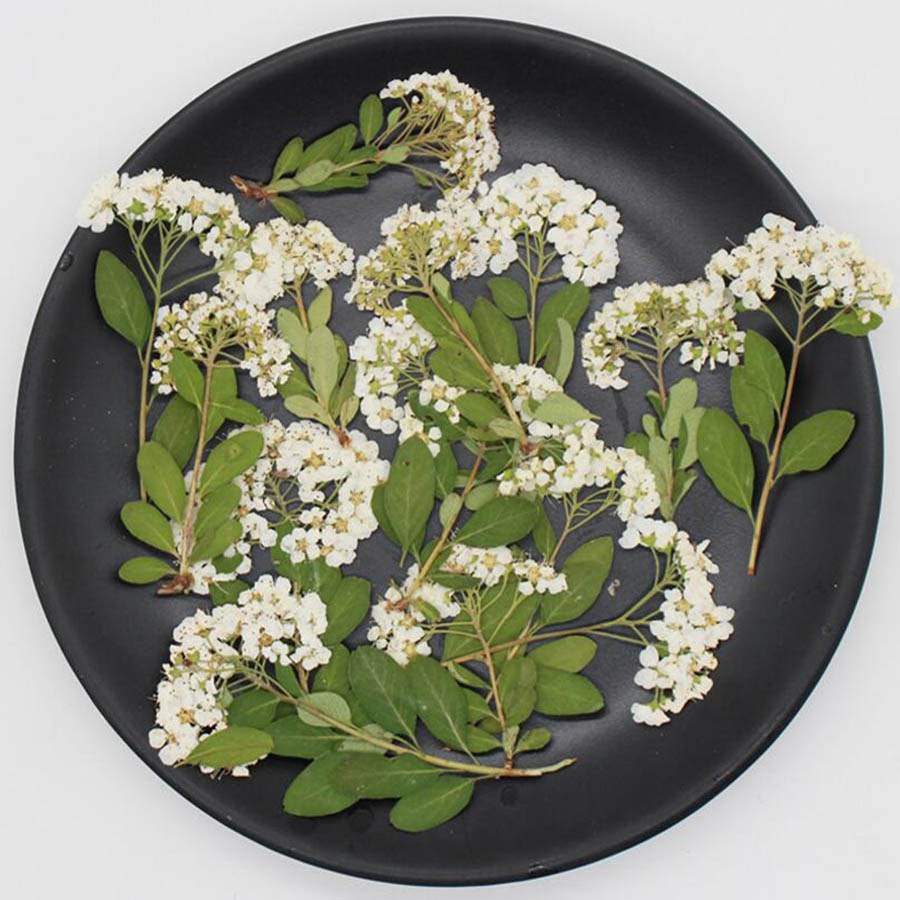 60X 乾燥させた天然白いスパイレアの花茎植物ハーバリウム、 - Dried Flower Bookmark のレビューと価格