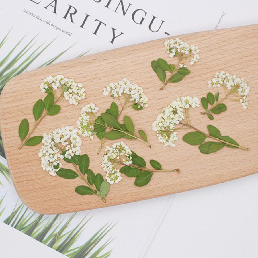 60X 乾燥させた天然白いスパイレアの花茎植物ハーバリウム、 - Dried Flower Bookmark のレビューと価格